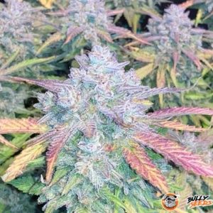 Granddaddy Purple Feminised