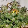 Granddaddy Purple Feminised — изображение 2