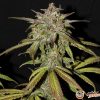 Hash Passion Auto Feminised — изображение 2