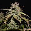 Hash Passion Auto Feminised