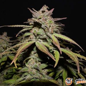 Hash Passion Auto Feminised