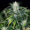 Hashberry Auto Feminised — изображение 2