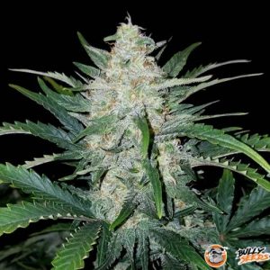 Hashberry Auto Feminised