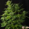 Haze Xxl Auto Feminised — изображение 2