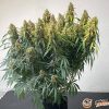 Indica Crystal Extreme Feminised — изображение 2