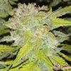 Indica Crystal Extreme Feminised