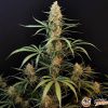 Jack 47 Auto Automatic Feminised — изображение 2