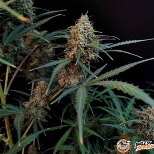 Jack 47 Auto Automatic Feminised