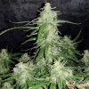 Jack Herer Auto Automatic Feminised