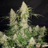 Jack Herer Auto Automatic Feminised — изображение 2