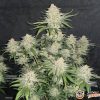 Jamaica Auto Feminised — изображение 2