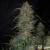 Jamaica Sativa Feminised