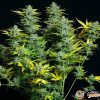 Jamaica Sativa Feminised — изображение 2