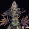 LSD Auto Feminised — изображение 2