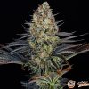 LSD Auto Feminised