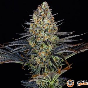 LSD Auto Feminised