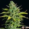 Landrace Afganica Original Feminised