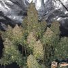Landrace Afganica Original Feminised — изображение 2