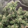 Lemon Drizzle Auto Feminised — изображение 2
