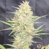 Lemon Skunk Auto Feminised