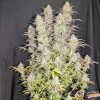 Lemon Skunk Auto Feminised — изображение 2