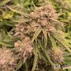 Liberty Haze Feminised