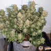 Liberty Haze Feminised — изображение 2