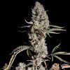 Lowryder #2 Auto Feminised