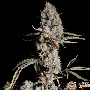Lowryder #2 Auto Feminised