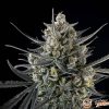 Lowryder Original Auto Feminised