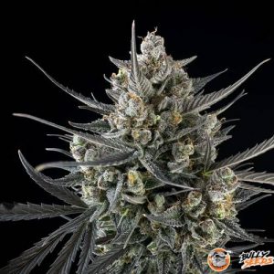 Lowryder Original Auto Feminised