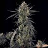 Lowryder Original Auto Feminised — изображение 2