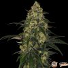 Master Kush Auto Feminised