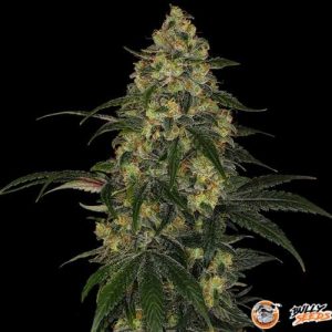 Master Kush Auto Feminised