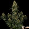 Master Kush Auto Feminised — изображение 2