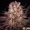 Mimosa X Orange Punch Auto Feminised