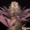 Mimosa X Orange Punch Auto Feminised — изображение 2