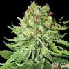 Northern Lights Automatic Feminised