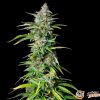 Northern Lights Automatic Feminised — изображение 2