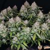 Northern Lights Feminised — изображение 2