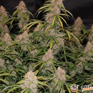 Northern Lights Feminised