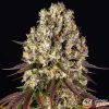 Nyc Diesel Auto Feminised