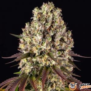 Nyc Diesel Auto Feminised