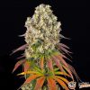 Nyc Diesel Auto Feminised — изображение 2