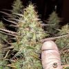 O.G. Kush Feminised — изображение 2