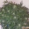 O.G. Kush Feminised