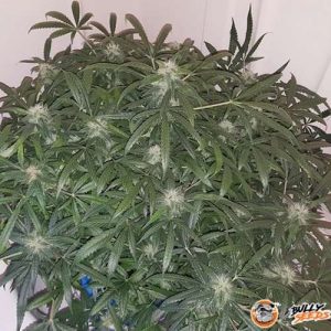 O.G. Kush Feminised