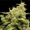 Opium Auto Feminised — изображение 2