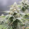 Opium Auto Feminised