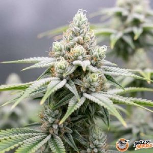 Opium Auto Feminised
